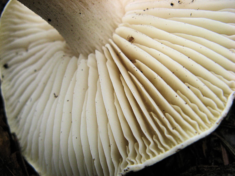 Per chi si vuol divertire!